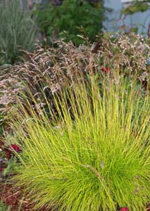Wavy Hairgrass, Common Hairgrass /
Deschampsia flexuosa
